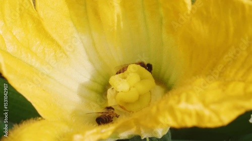 Yellow zucchini blossoms with bees in garden