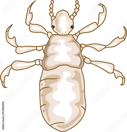 1st instar nymph head louse (Pediculus humanus) insect isolated on white background