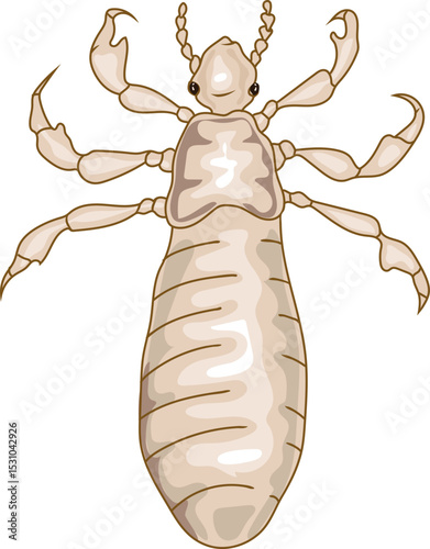 2st instar nymph head louse (Pediculus humanus) insect isolated on white background