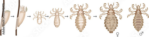 Life cycle of head louse (Pediculus humanus) insect isolated on white background. Growth stages from louse egg (nit) to adult insect for biology lesson