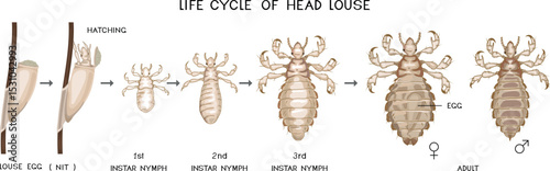 Life cycle of head louse (Pediculus humanus) insect isolated on white background. Growth stages from louse egg (nit) to adult insect for biology lesson