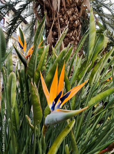 flowers in the grass