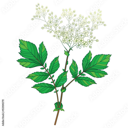 Bunch of outline Filipendula ulmaria or meadowsweet flower and leaves isolated on white background. 