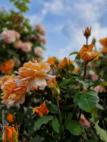 flowers in the garden