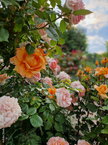 roses in the garden