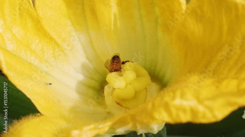 Yellow zucchini blossoms with bees in garden