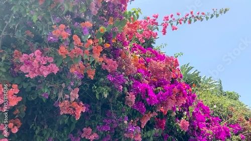 Colorful Bougainvillea flowers in tropical garden of Tenerife,Canary Islands,Spain.Nature background,4K

