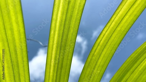 Green tropical plant leaves in the sunlight against blue sky.Summer, vacation,travel concept,4K