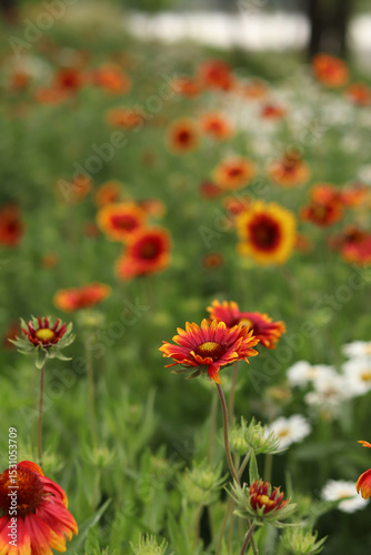 Bright flowers on the background of a lake or river. Natural summer background. Orange and white flowers in the park. Beautiful flowerbed. Flowers close-up, blurred background