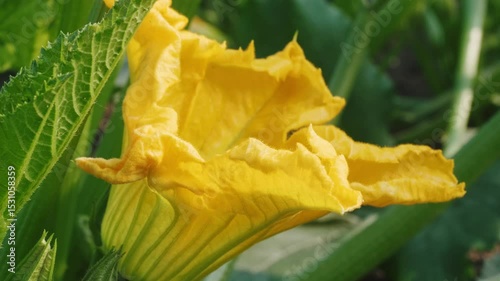 Yellow zucchini blossoms with bees in garden
