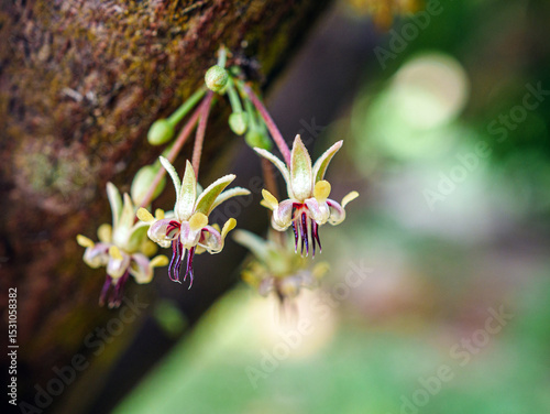 Fototapeta Naklejka Na Ścianę i Meble -  Cocoa flowers (Theobroma cacao) on growing tree trunk close-up ,Cacao flowers on cocoa tree, macro