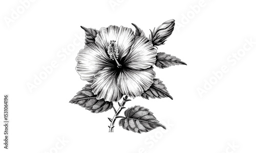 Engraving of Hibiscus Roseus Flower, Vintage Botanical Illustration, Tropical Flora, Floral Design, Garden Plant Art, Exotic Flower Sketch, Vector Illustration, Nature Decor.