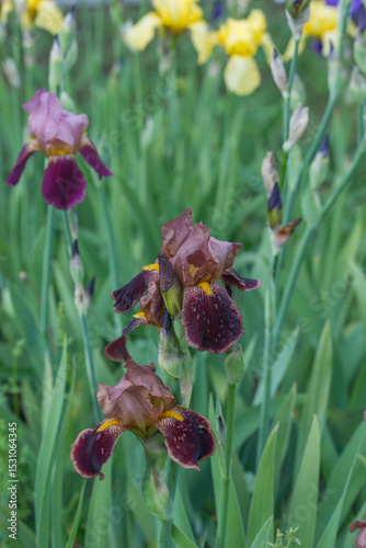 Beautiful Varietal Multicolored Irises in the Garden