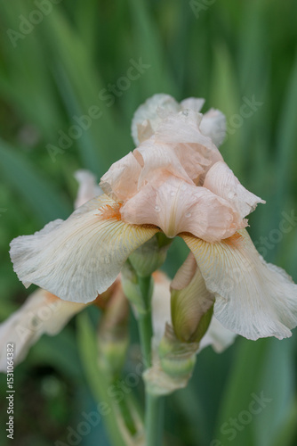 Beautiful Varietal Multicolored Irises in the Garden