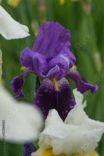 Beautiful Varietal Multicolored Irises in the Garden