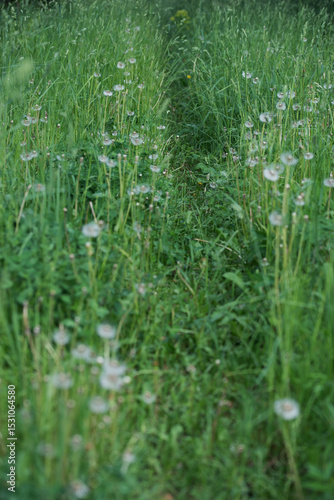 Fototapeta Naklejka Na Ścianę i Meble -  Field with dandelions on a summer day