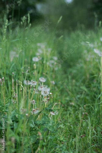 Fototapeta Naklejka Na Ścianę i Meble -  Field with dandelions on a summer day