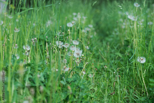 Fototapeta Naklejka Na Ścianę i Meble -  Field with dandelions on a summer day
