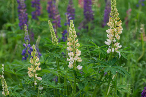 Beautiful bright lush lupines, meadow flowers