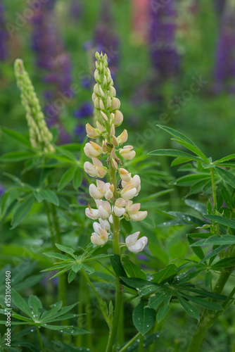 Beautiful bright lush lupines, meadow flowers