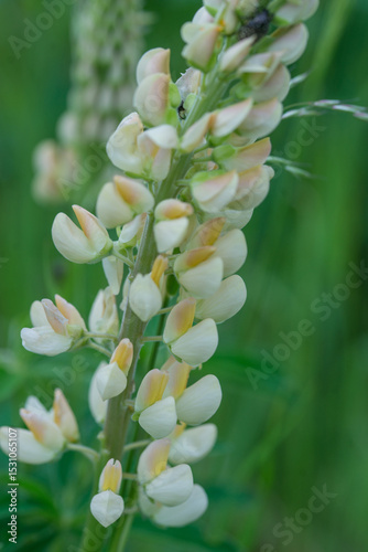 Beautiful bright lush lupines, meadow flowers