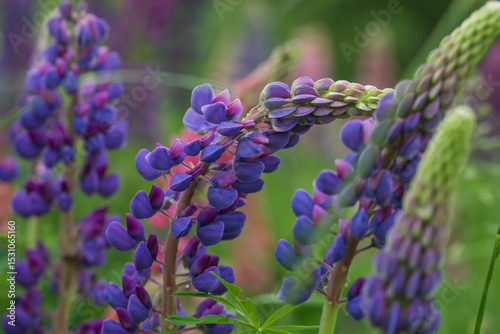 Beautiful bright lush lupines, meadow flowers