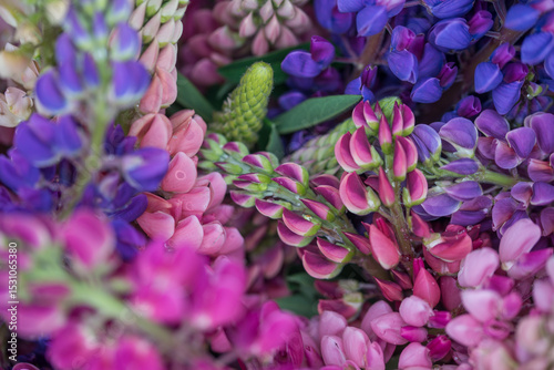 Beautiful bright lush lupines, meadow flowers