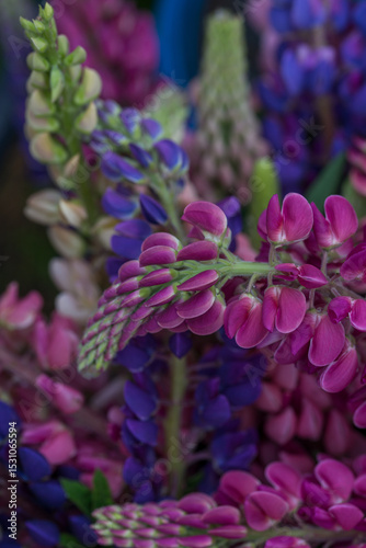 Beautiful bright lush lupines, meadow flowers