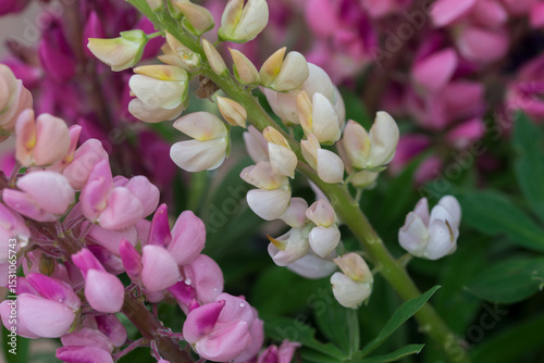 Beautiful bright lush lupines, meadow flowers