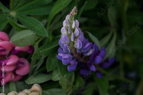 Beautiful bright lush lupines, meadow flowers