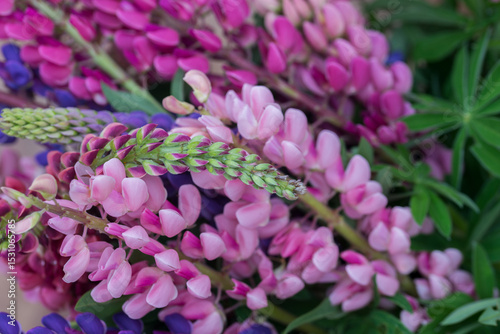 Beautiful bright lush lupines, meadow flowers
