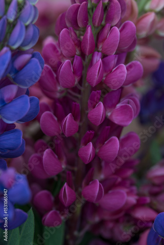 Beautiful bright lush lupines, meadow flowers
