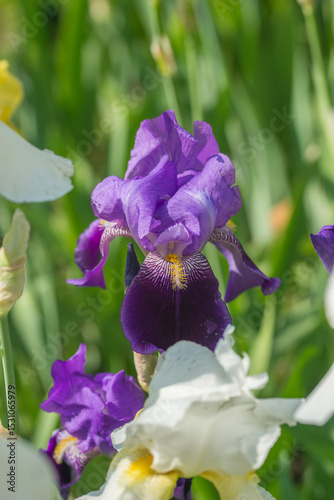 Beautiful Varietal Multicolored Irises in the Garden