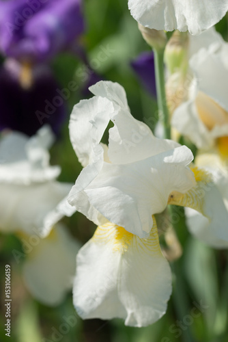 Beautiful Varietal Multicolored Irises in the Garden