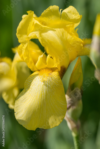 Beautiful Varietal Multicolored Irises in the Garden