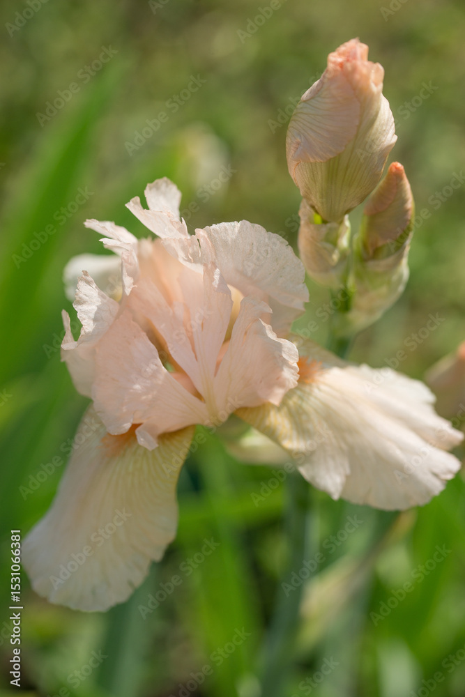 Fototapeta premium Beautiful Varietal Multicolored Irises in the Garden