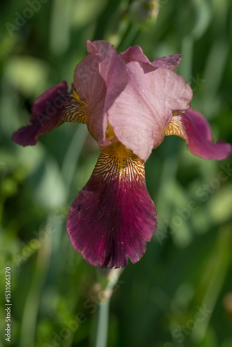 Beautiful Varietal Multicolored Irises in the Garden