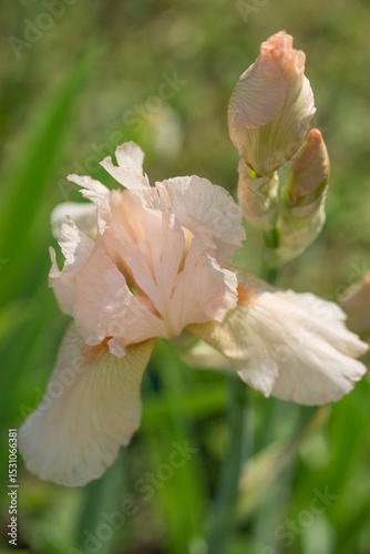 Beautiful Varietal Multicolored Irises in the Garden