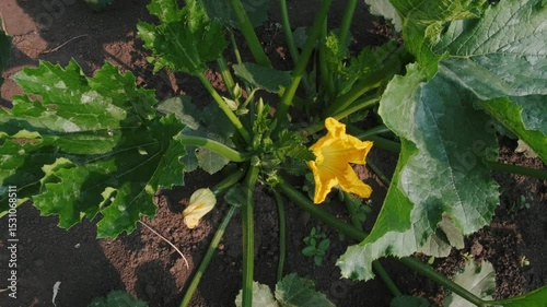Yellow zucchini blossoms with bees in garden