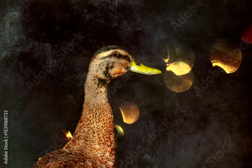 Mallard or Wild duck (Anas platyrhynchos) portrait dark background                               