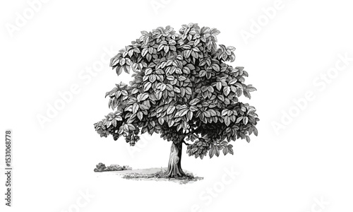 Vector illustration of Horse Chestnut Tree, leaf cluster, tree silhouette, garden scenery, tree species, green foliage, forest habitat, wild plant, nature study.