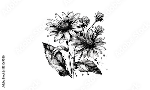Silphium Laciniatum Leaf and Flowers, Compass Plant Botanical Engraving, Wildflower Prairie Plant, Herbaceous Perennial, Natural History, Vector Illustration.