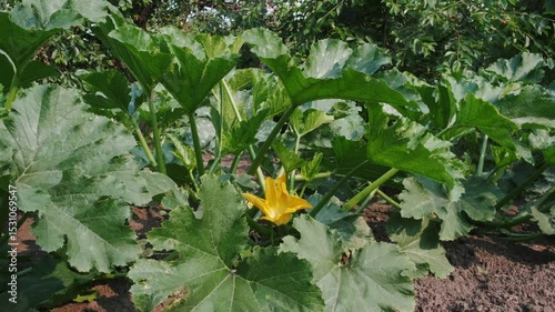 Yellow zucchini blossoms in garden