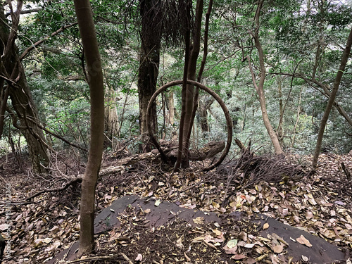 未知の世界に通じるような木の枝でできた輪