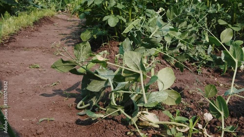 Pea plants growing in garden soil