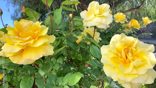 Beautiful yellow roses in the garden in Vilaflor, Tenerife, Canary Islands, Spain,4K