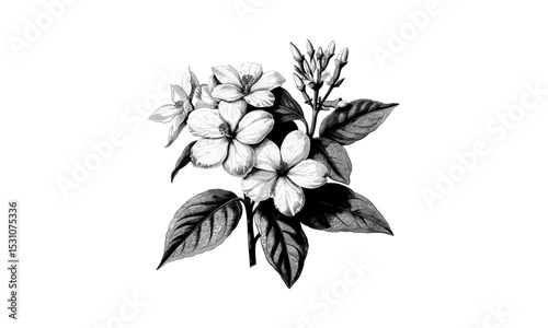 Jasminum Flower Illustrations, jasmine bloom art, vector illustration, tropical plants, fragrant flowers, garden flora, natural motifs, elegant floral patterns, botanical drawing.