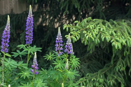 Beautiful bright lush lupines, meadow flowers