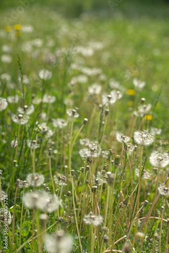 Fototapeta Naklejka Na Ścianę i Meble -  Field with dandelions on a summer day
