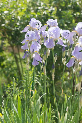 Beautiful Varietal Multicolored Irises in the Garden